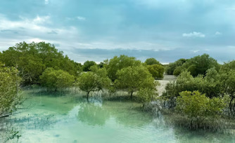The importance of mangrove restoration in Abu Dhabi
