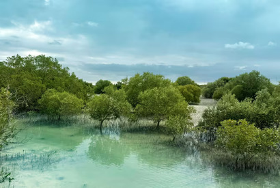 The importance of mangrove restoration in Abu Dhabi