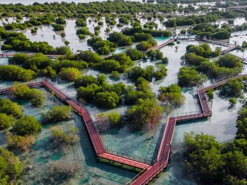 Field Trip 01: Nature Walk with a Bird Expert at Jubail Mangrove Park  